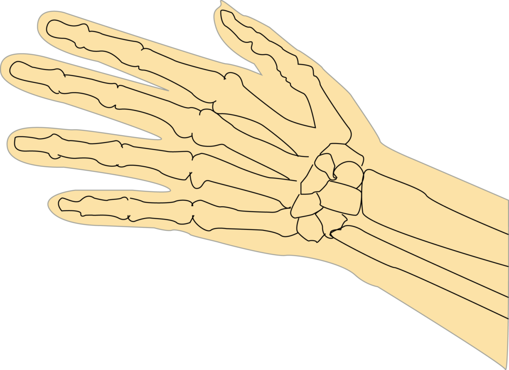 anatomy of the hand